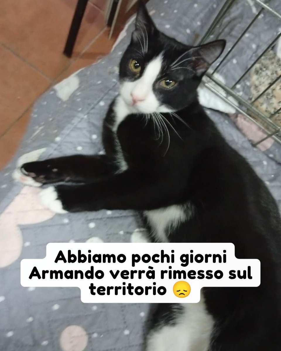 Napoli 366 376 1725

Armando è un gattino recuperato per le strade di napoli lo scorso luglio. Da allora si trova in stallo una signora che peró a breve non potrà più tenerlo, e questo vuol dire che verrà rimesso sul territorio 💔 #adozionegatto