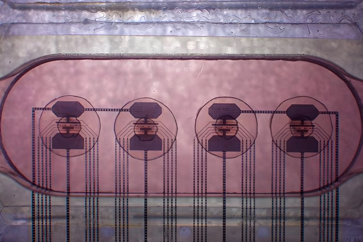 lauriewired's tweet image. Continuing my series on “weird things you can rent in the cloud”

You can zap live human brain cells in a microfluidic life support system in Switzerland and teach it to play games.

Only ~$500 a month.