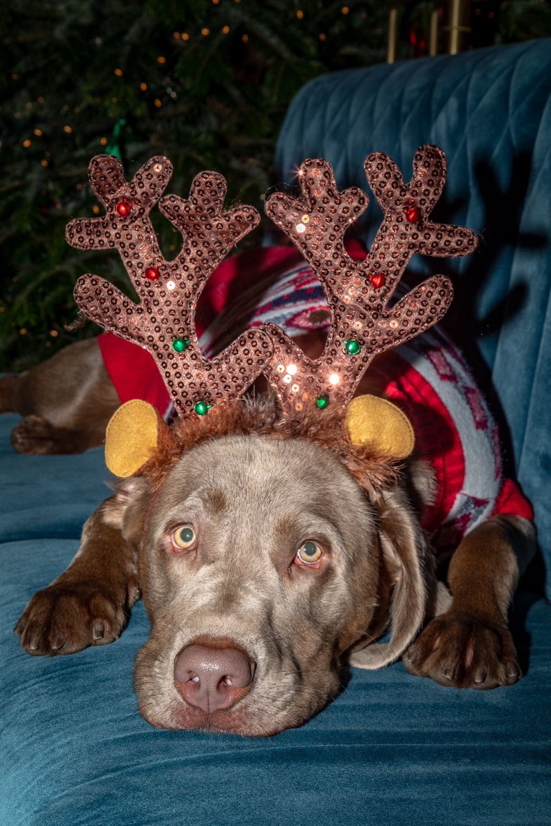 WindmillClapham's tweet image. Get your pups ready! 🐾✨
Monty’s Dog Christmas Jumper Competition kicks off this Sunday at 10:30am, along with our delicious bake sale. All proceeds go to Dogs for Good. 🎄🍰
See you there!

#youngspubs #charityevent