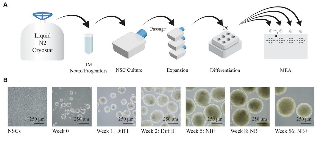 lauriewired's tweet image. One of the cooler “real” papers using this cloud setup was a group from the University of Bristol.

They trained the system for Braille Letter Classification…without a wetlab.

Somewhat noisy, but interesting to see:
arxiv.org/abs/2508.20850