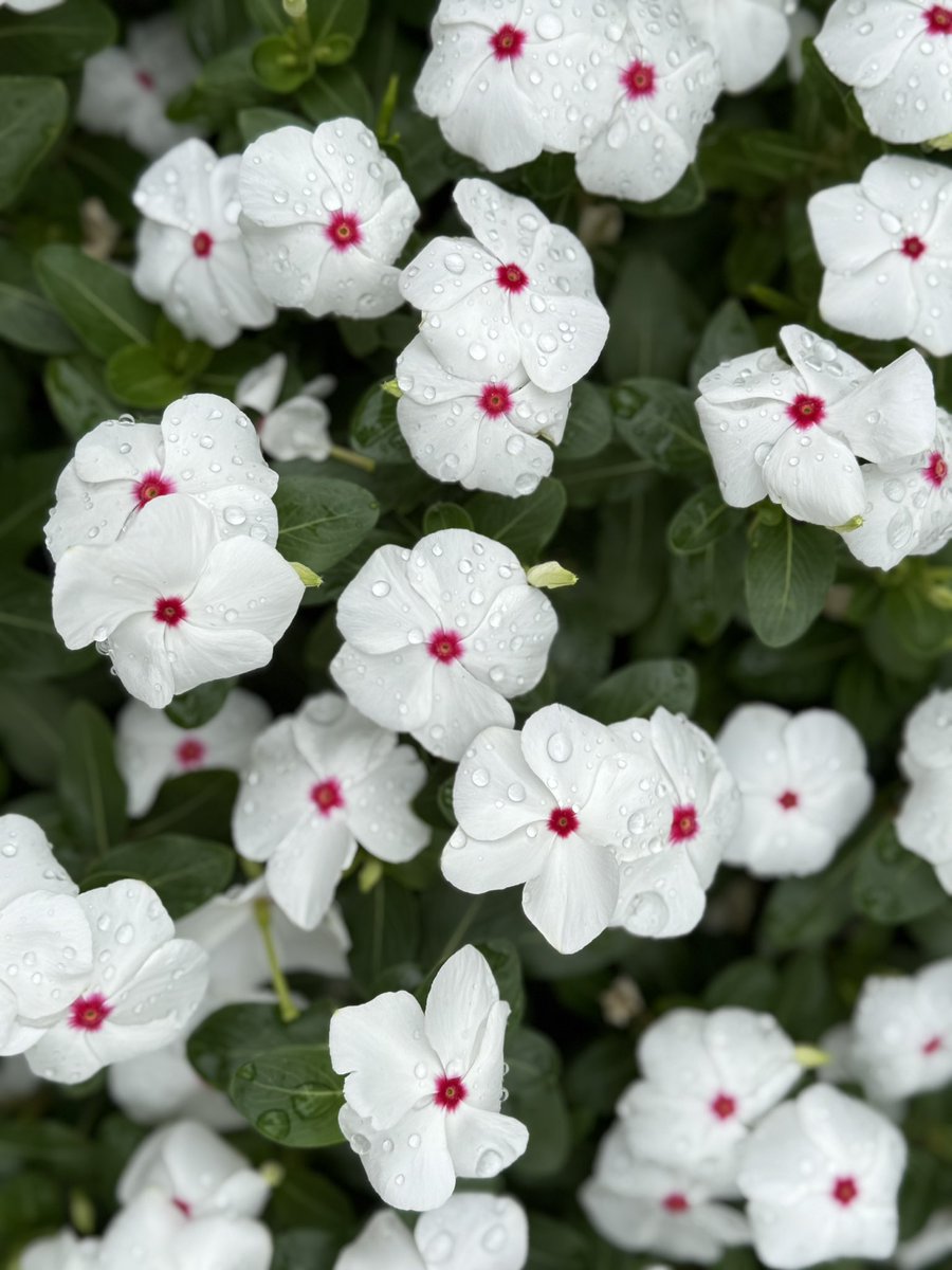 Mitchell Squires tweet media