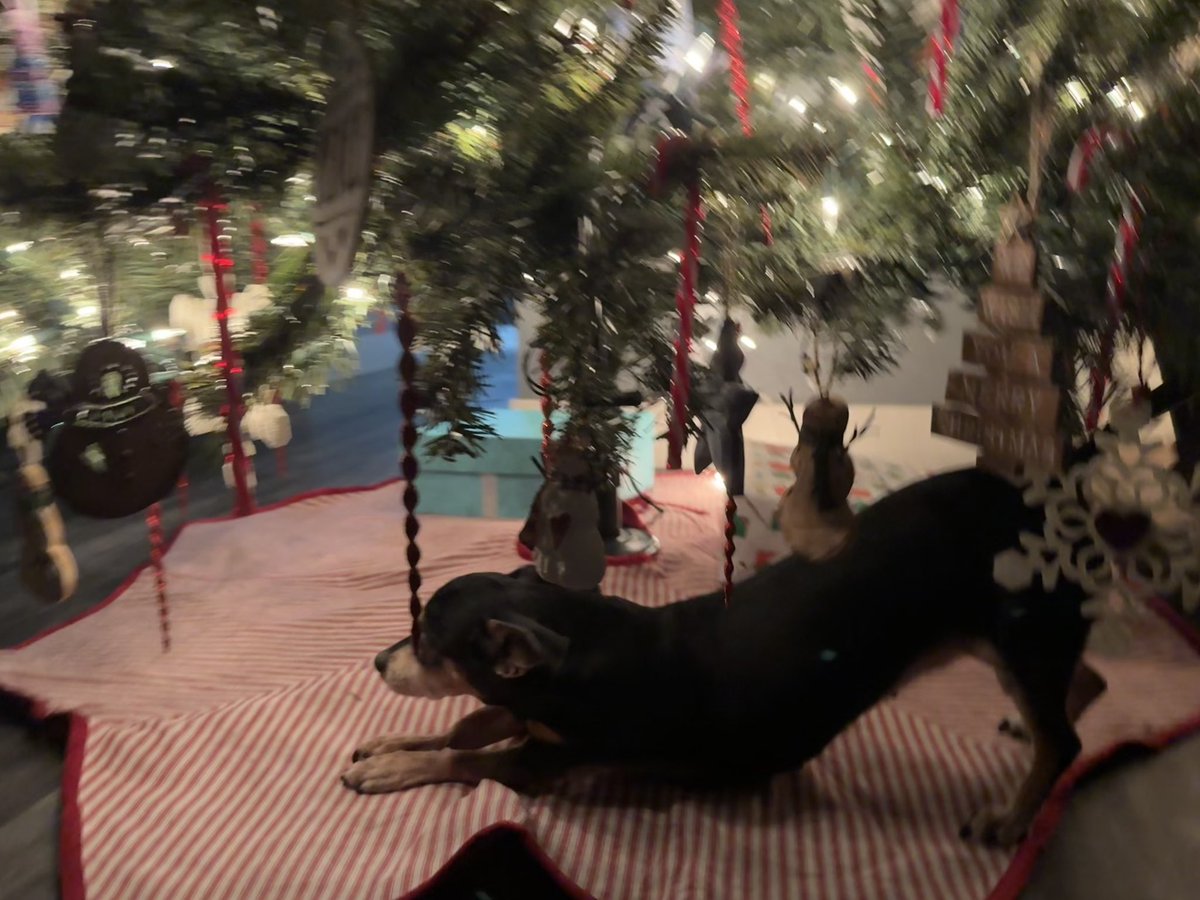 NessiesNotes's tweet image. Finally returning to #studytwt soon !! So excited to start studying again 😌 But heres the gingerbread house I made with my boyfriend ☺️🤍🎄🤶🏻 
+khloes big stretch under the tree 
#archivetwt #lifetwt