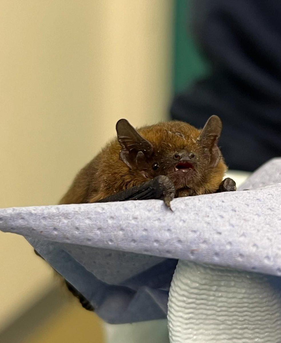 RSPCAEastWinch's tweet image. This little pipistrelle bat 🦇 was brought to us recently after being found grounded, likely from the high winds and rain storm. After a few days of drying out, getting warm and eating well, he has been released back where he was found 🦇 #bats