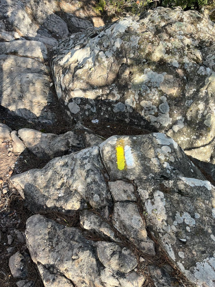 aamp.cat tweet media