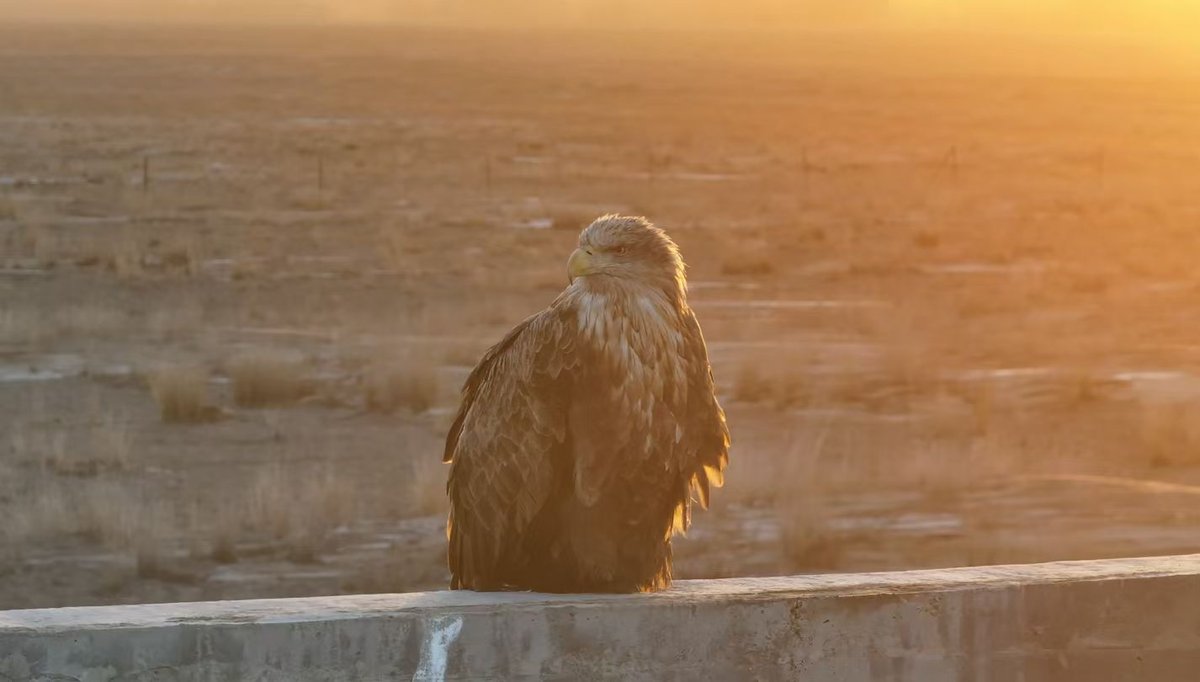 Niko1997_'s tweet photo. 🦅 https://t.co/7KVwvH1nUt