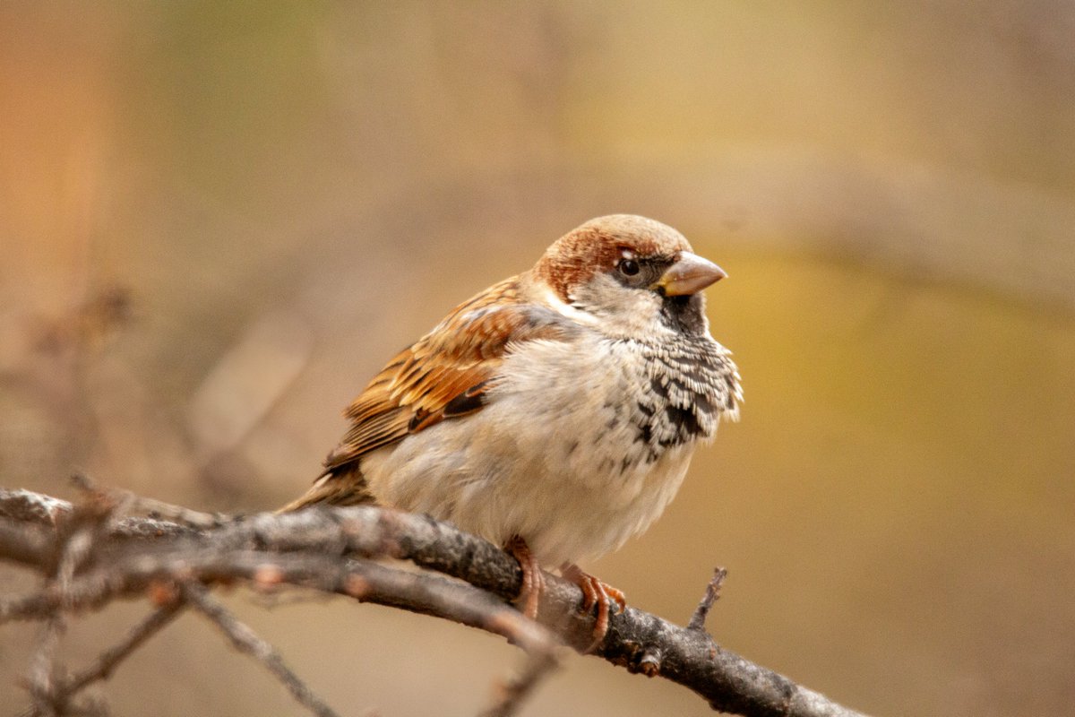 Bu tweetin altına bugüne dek evin penceresinden yaptığım  kayıtları ekleyeceğim. Farklı zamanlarda (ve kiracının kaderi olarak farklı evlerden) yapılan kayıtlarla aslında arka bahçe biyolojisinin çok zengin olduğunu anlatmak istiyorum. 
1. Serçe/House sparrow/passer domesticus