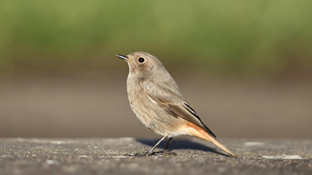 Female Black Redstart showing well in the beautiful late afternoon sun at Cullercoats Northumberland yesterday afternoon <a href="/NTBirdClub/">Northumberland & Tyneside Bird Club</a> <a href="/UKRedstarts/">Redstarts</a> <a href="/NewNature_Mag/">New Nature Magazine</a>