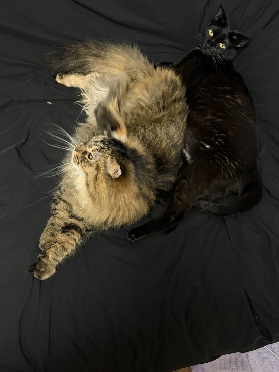 皇帝 (@mago_vt) on Twitter photo 