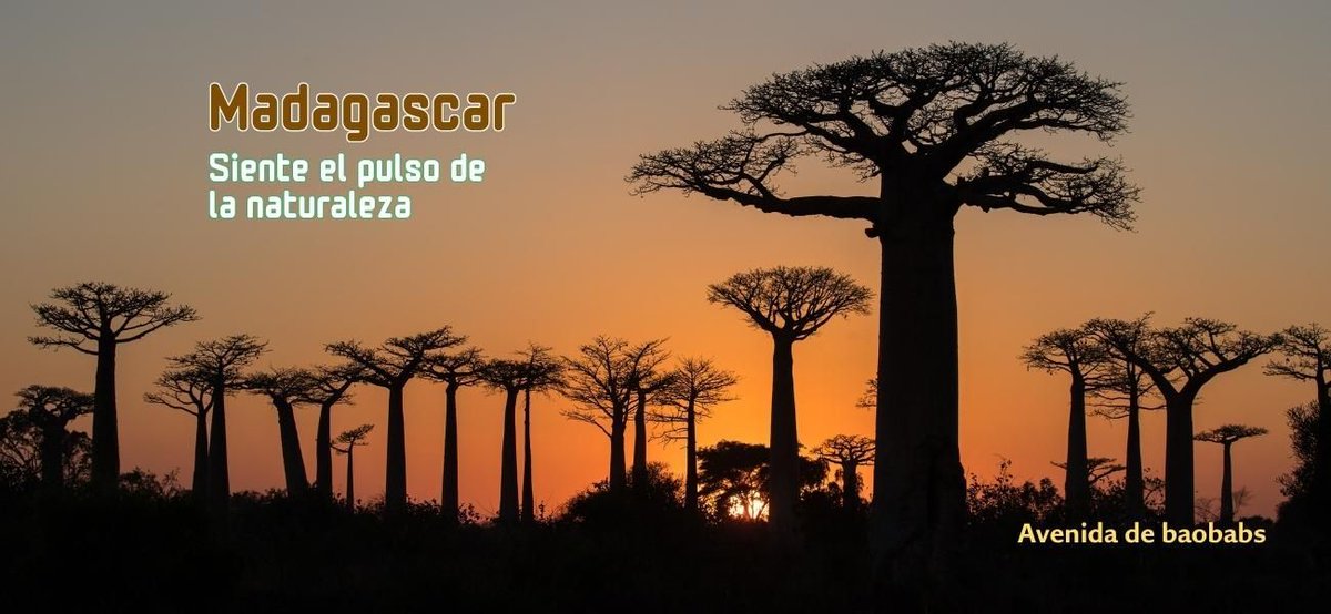 lookingtravelSP's tweet photo. ¿Te apetece una aventura diferente en 2026? 🌍 Madagascar es mucho más que playas bonitas: es uno de esos viajes que se te quedan grabados para siempre. 💚 Descubre por qué debería estar ya en tu lista de próximos destinos 👇 https://t.co/h6kgM1dGtP #Madagascar #Viajar https://t.co/Z4fdVoQEkL