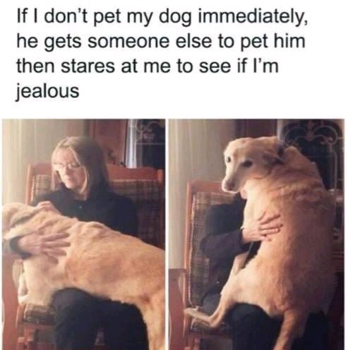 Dog Lovers Core tweet media