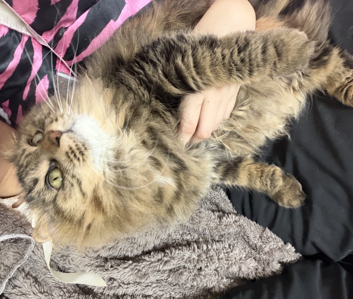 우주가 아기때하던 사람 위에서 자기를 다시 시작함.. 지금도 자다가 깸