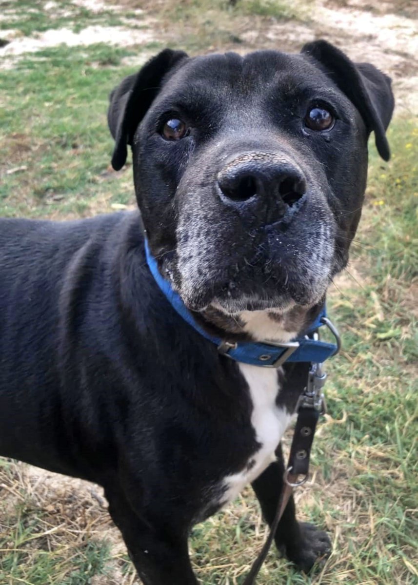 SosAbuelos1's tweet image. #Madrid
#PUPPY, este abuelito de 10 años, busca un hogar donde sentirse seguro y amado.

Es un dulce peludo, con una mirada tierna y su corazón de oro, solo desea disfrutar de los últimos años de su vida rodeado de cariño.

Un compañero tranquilo y leal, perfecto para quienes…