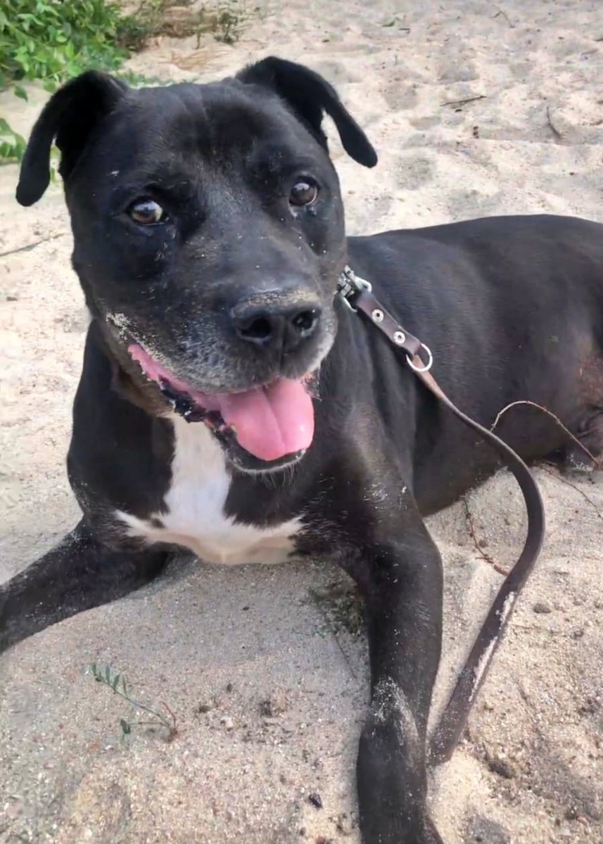 SosAbuelos1's tweet image. #Madrid
#PUPPY, este abuelito de 10 años, busca un hogar donde sentirse seguro y amado.

Es un dulce peludo, con una mirada tierna y su corazón de oro, solo desea disfrutar de los últimos años de su vida rodeado de cariño.

Un compañero tranquilo y leal, perfecto para quienes…