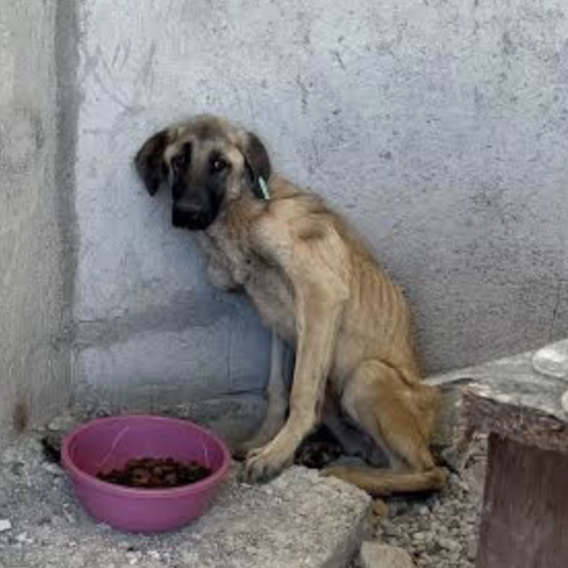 Gerçek suçlular önce hayvanları suçlar❗️

#HayvanlaraDokunma