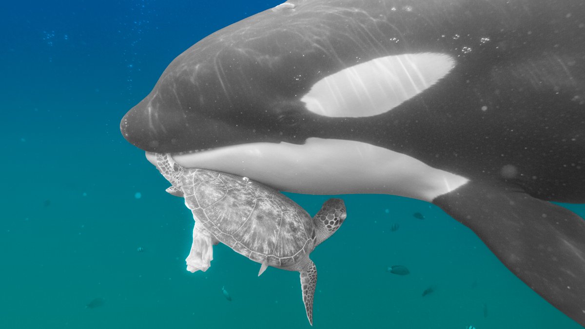 Captan espectaculares imágenes de orcas en las costas de Manzanillo 👉 wp.me/p9pEmt-sWx

En el video se ve a uno de estos ejemplares devorando una tortuga, mientras nadan en torno a la embarcación de los pescadores que grabaron el momento.