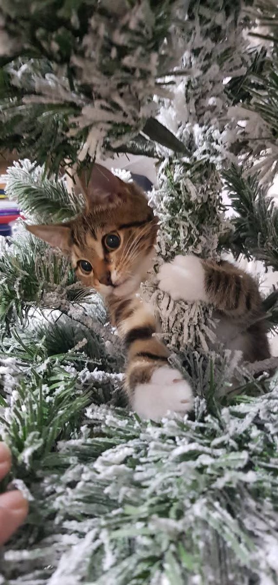 Loredan91528663's tweet image. Loc de joacă... 🐱
#kittycat