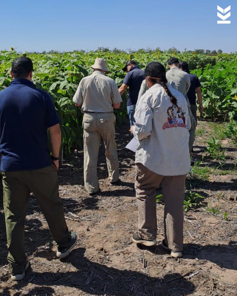 Klein Semillas tweet media