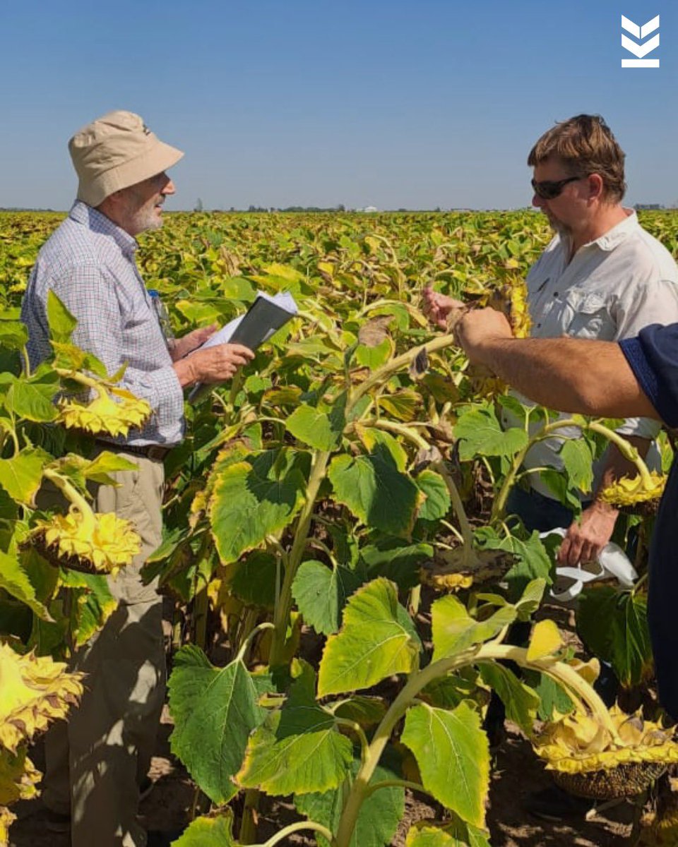 Klein Semillas tweet media