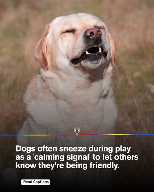 CatsAndDogsTips's tweet photo. Interesting fact #Dogs #Doglovers #DogFact https://t.co/w0KqgbVVkB