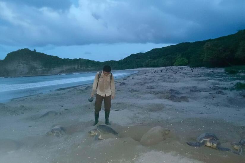 El #MARENA, informa con satisfacción la llegada masiva de 36,647 tortugas marinas de la especie Paslama al Refugio de Vida Silvestre La Flor, uno de los principales sitios de anidación de estas especies en el Pacífico de Nicaragua.

🌐 goo.su/mNc39ej

#AmorAlaMadreTierra