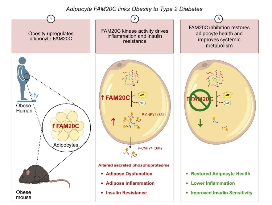 Brunorm84's tweet image. Secretory kinase FAM20C triggers adipocyte dysfunction inciting insulin resistance and inflammation in obesity @jclinicalinvest jci.org/articles/view/…
