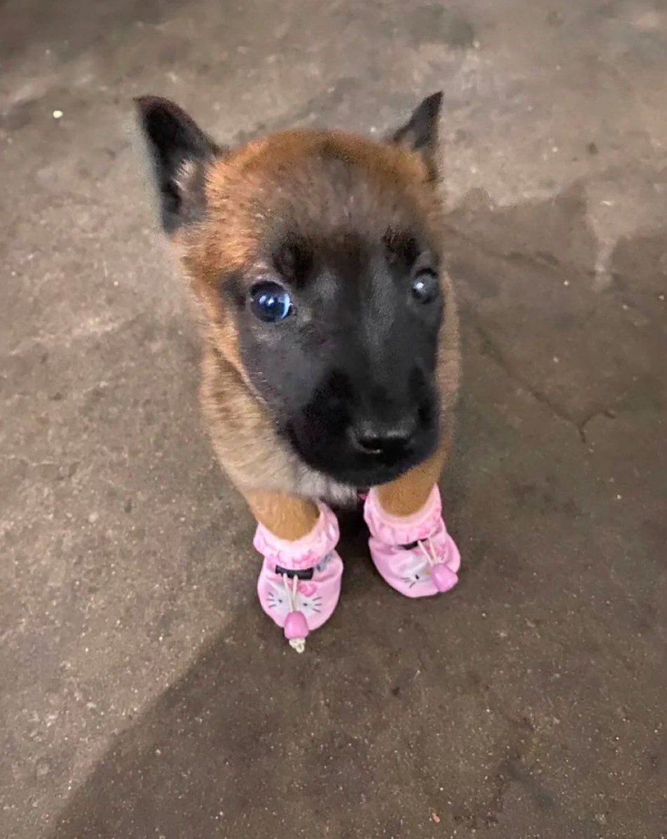 everything dogs 🐶 (@everythingdogss) on Twitter photo 