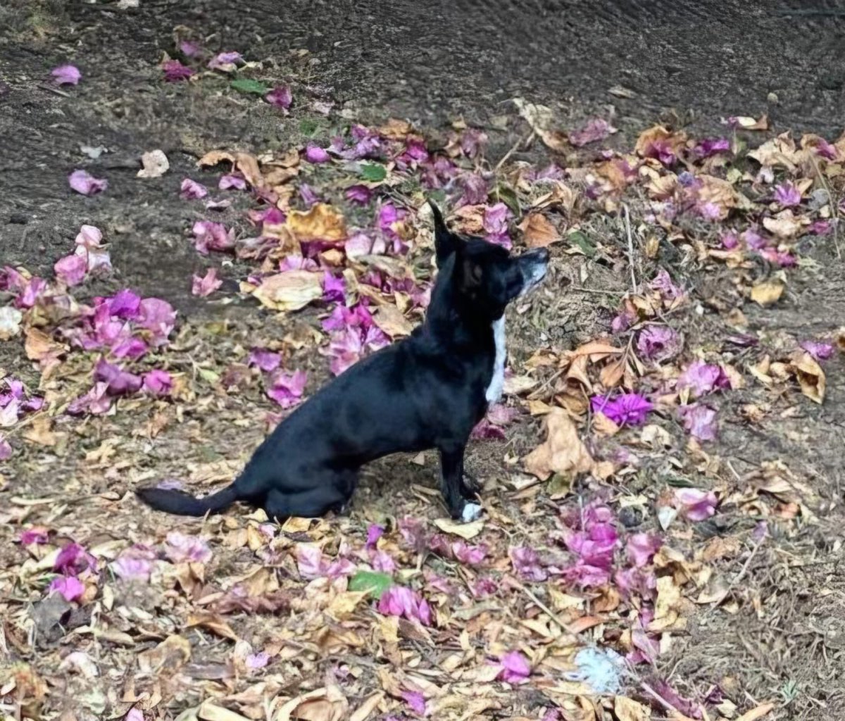 Se perdió Perlita, en la colonia Gabriel Pastor, en #Puebla. 😔

Es una perrita adulta mayor y su familia está muy preocupada. Ayudemos a localizarla. 🙏🏼

Si alguien la ve, resguárdela y comuníquese al ☎️ 22 25 46 54 49.