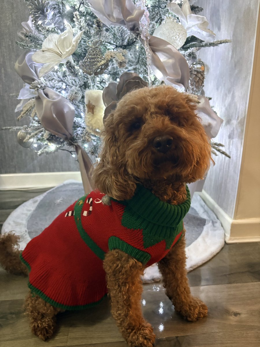Dear Santa Paws, Saffron has been a very good girl this year 💖🎄🎅🏼🎁
#ChristmasJumperDay