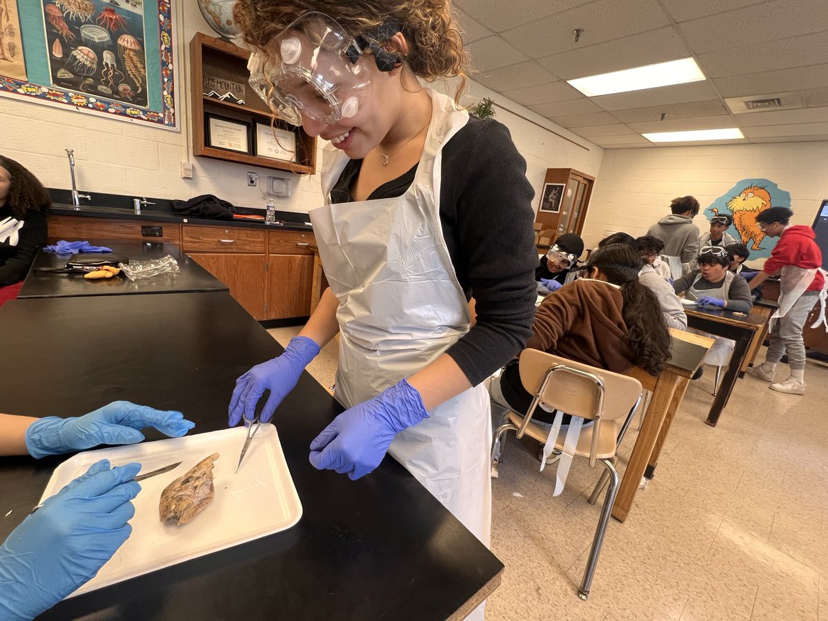 mcpsEDUCATOR's tweet image. Thinking Thursday! Our Grade 8 students dissected (sheep) brains to identify their parts &amp;amp; discuss their functions! I heard our future surgeons use academic language authentically &amp;amp; flawlessly! Hands-on learning! @Advoc8_Educ8  #thescienceoflearning #punintended #STEM