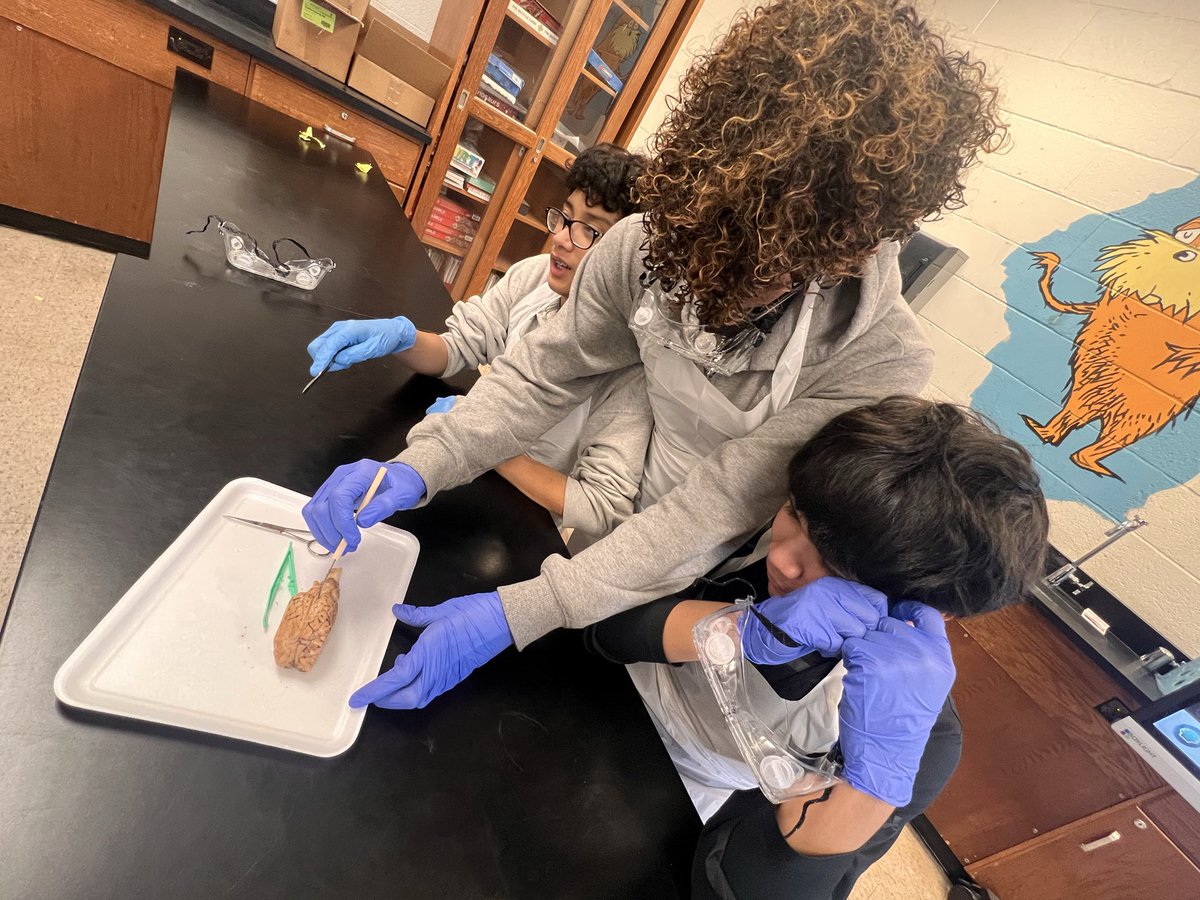 mcpsEDUCATOR's tweet image. Thinking Thursday! Our Grade 8 students dissected (sheep) brains to identify their parts &amp;amp; discuss their functions! I heard our future surgeons use academic language authentically &amp;amp; flawlessly! Hands-on learning! @Advoc8_Educ8  #thescienceoflearning #punintended #STEM