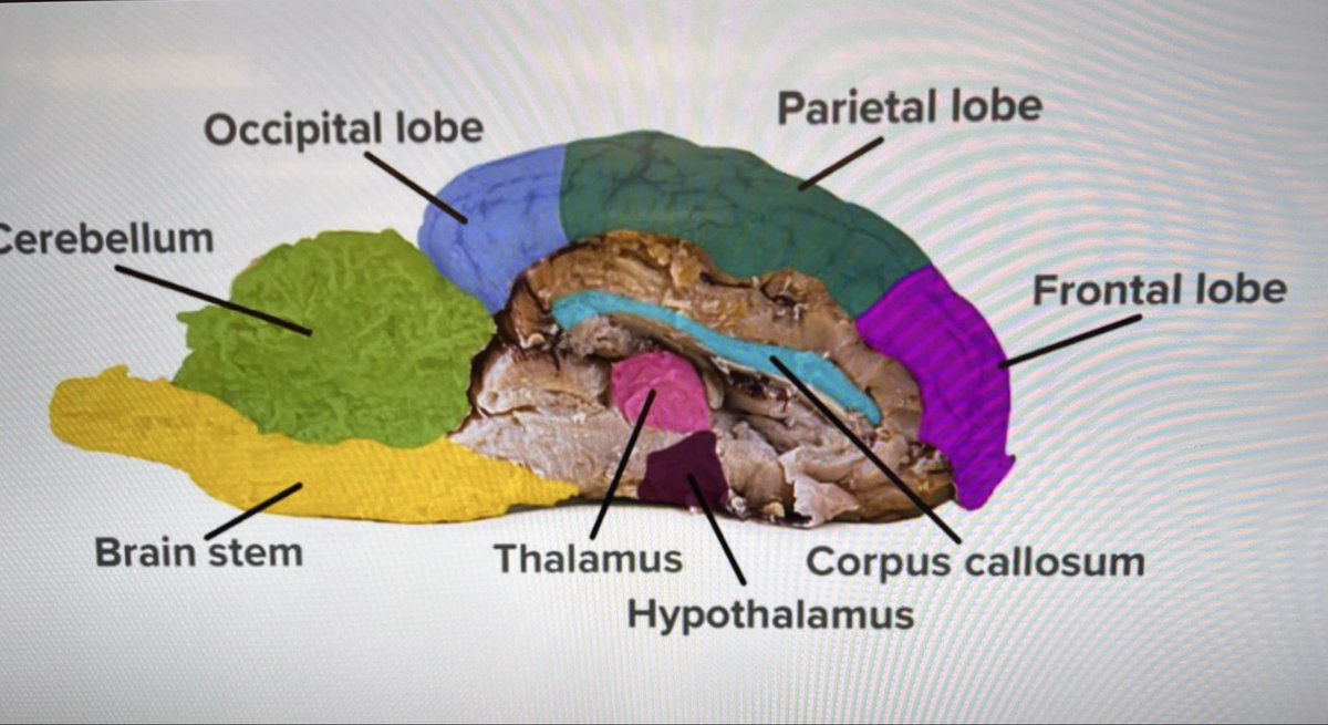mcpsEDUCATOR's tweet image. Thinking Thursday! Our Grade 8 students dissected (sheep) brains to identify their parts &amp;amp; discuss their functions! I heard our future surgeons use academic language authentically &amp;amp; flawlessly! Hands-on learning! @Advoc8_Educ8  #thescienceoflearning #punintended #STEM