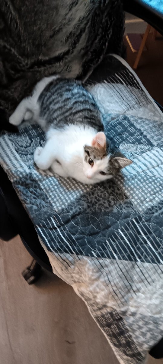 CaithLoki's tweet photo. Only 3 months old and already stealing my seats. https://t.co/ejlDrieQZZ