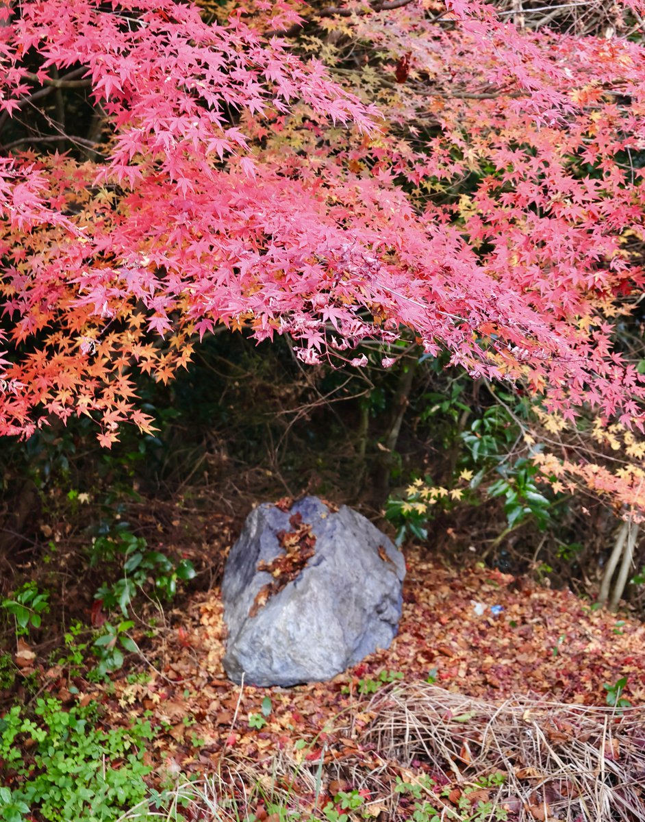 レッドカサブランカ 花言葉:優しさー深紅の色がもつ落ち着いた印象から 花言葉:虚栄心ー艶やかな美しさから 虚栄心の方が相応しい 艶が溢れている, image size:942x1200
