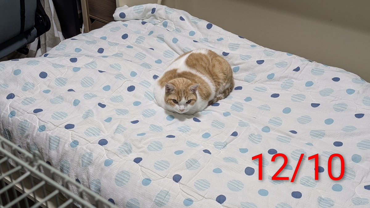 ともりん( ´ω`)つ🇯🇵 (@tomorin76) / Posts / X