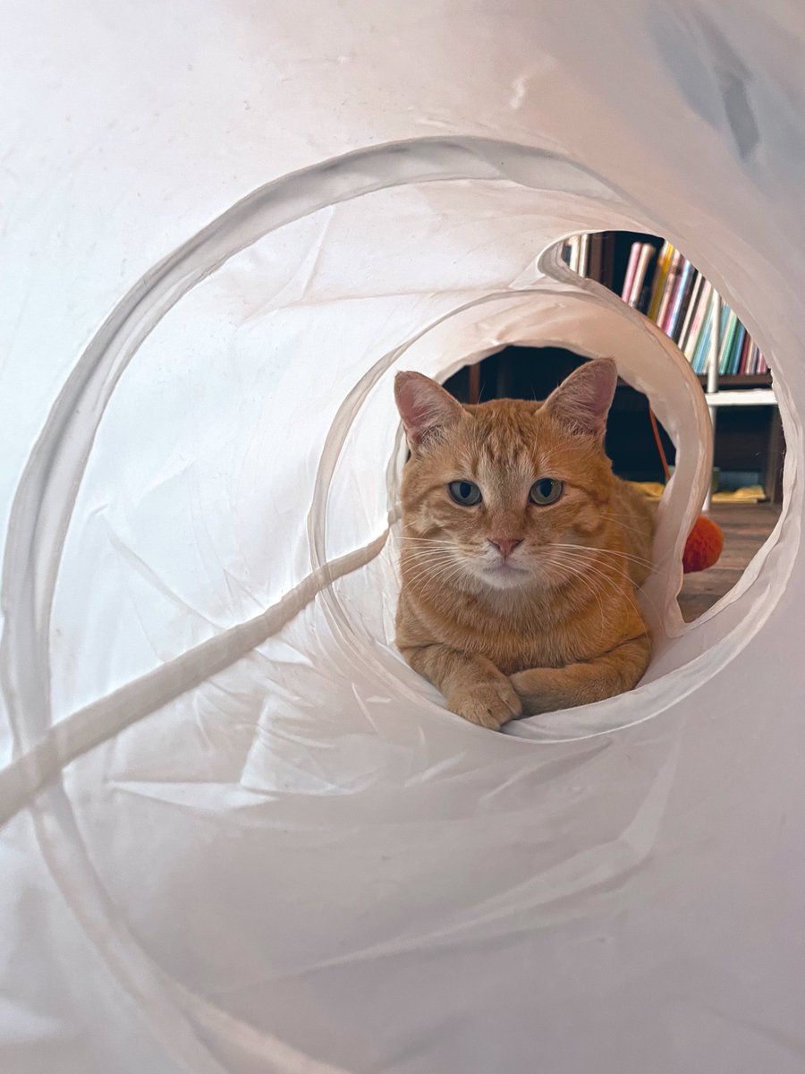 お化粧ねこ ๑ΦωΦ)おはよ〜 もふもふモフライデー✨ 今日も皆さま 心と身体に モフ