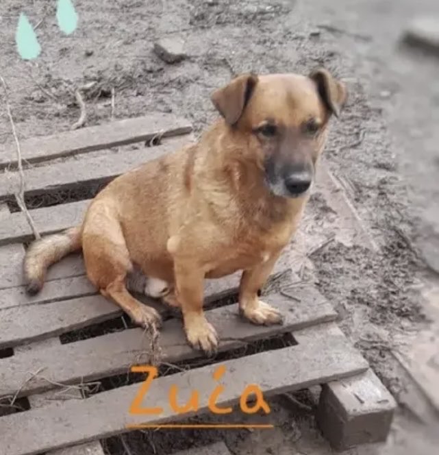 Dajte da se udomi debeli Žuća matorac.
Mnogo je propatio u životu, a toliko je dobar i miran.
Delite mi Žuću 🙏
Rt rt rt💖🐾