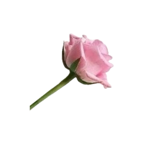 <a href="/itx_skmalik/">Shafaq ✨️</a> <a href="/RahibpanhwarP/">وقت گذر جائے گا ✨✨</a> <a href="/chafzal_isb/">Ch Afzal</a> <a href="/ZahraFatima203/">Zαԋɾα Fαƚιɱα</a> سو سویٹ شفق بہت پیاری سیانی ہے دل خوش کر دیا یہ پھول شفق کے لیے