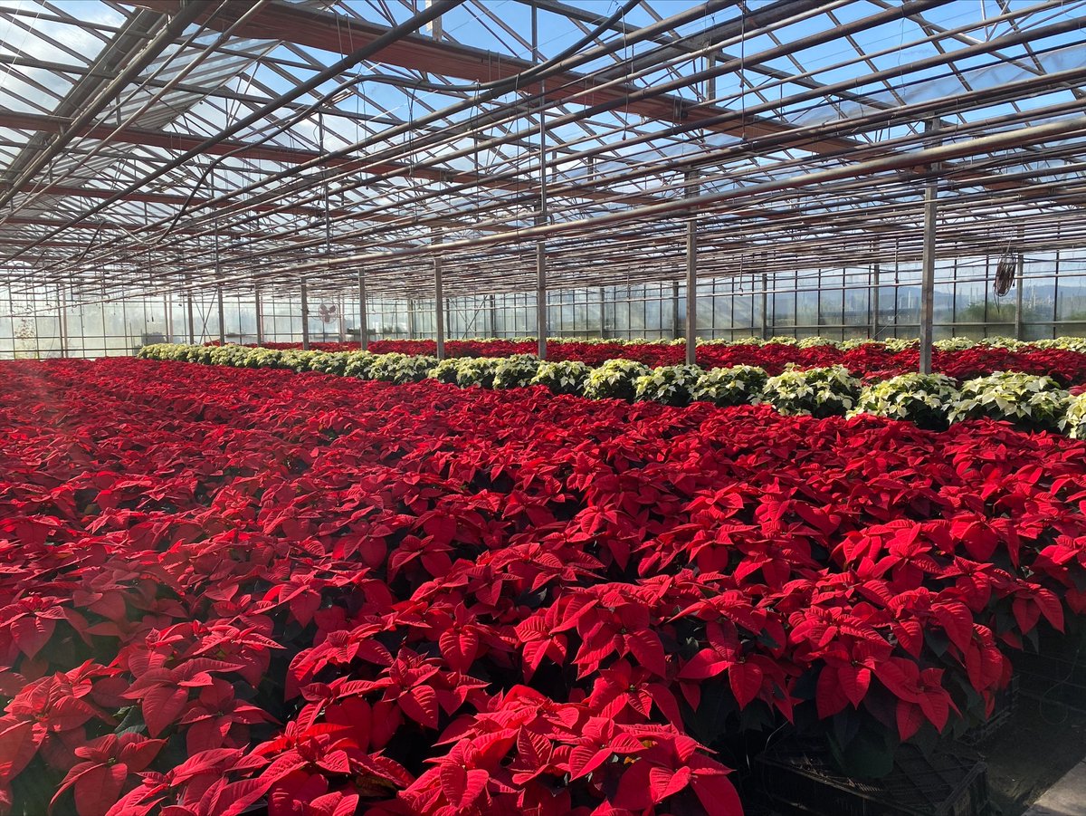 usda_nass's tweet photo. Celebrate the season with poinsettias! U.S. growers sold 35,661,000 potted #poinsettia plants valued at $182 million in 2023. #NationalPoinsettiaDay #holidays #AgStats https://t.co/AgsCgkCtPp