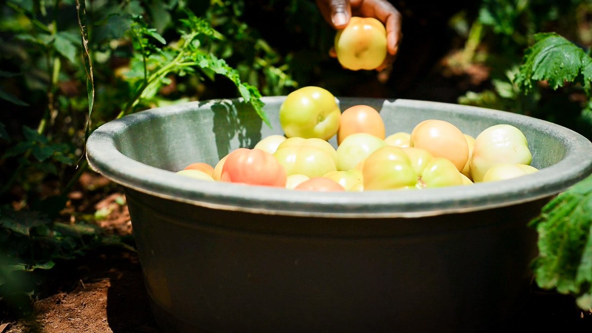 Access to land, skills, and resources, enables one not  just to grow own food but rather growing opportunity for entire community.
#Agripreneurship #Sfoundation <a href="/followers/">はうはう</a> <a href="/MasanawaAfrika/">MasanawaAfrika</a>