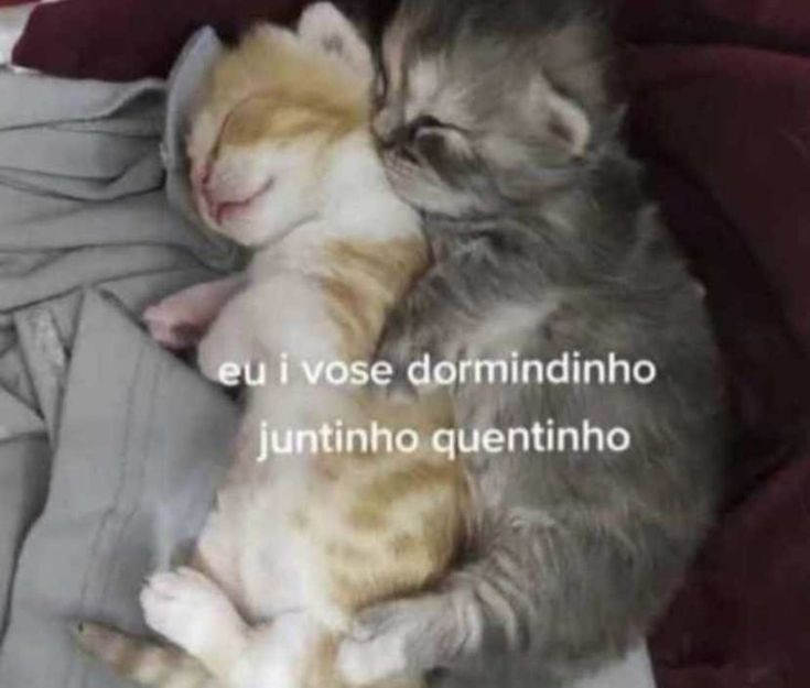 Jon - perfil dedicado a gatinhos e peitos tweet media