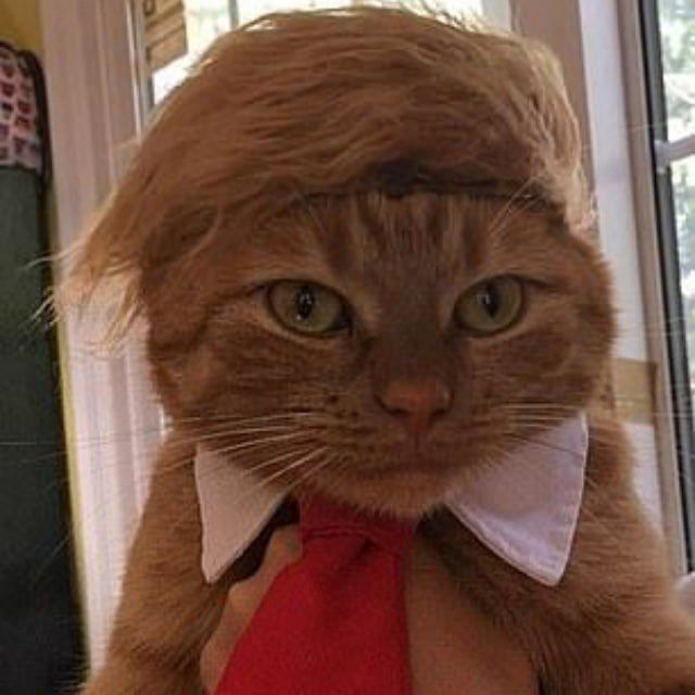 mrdonaldcat's tweet photo. It’s time to bring back Donaldcat on USD1 - A few of us ran $DC as a CTO a while back, and ran it up to 14 million.
 
But now that all the news are talking about Donald Trump and all the politic stuff going on, it’s time to run it up again, this time on USD1! 
 
We’ve of course still got all the good memes, but feel free to make some new ones! 
 
X com:  https://t.co/rlkhhhKtMl
 
MAKE AMERICA MEOW AGAIN!! 
- The hair stays on folks.