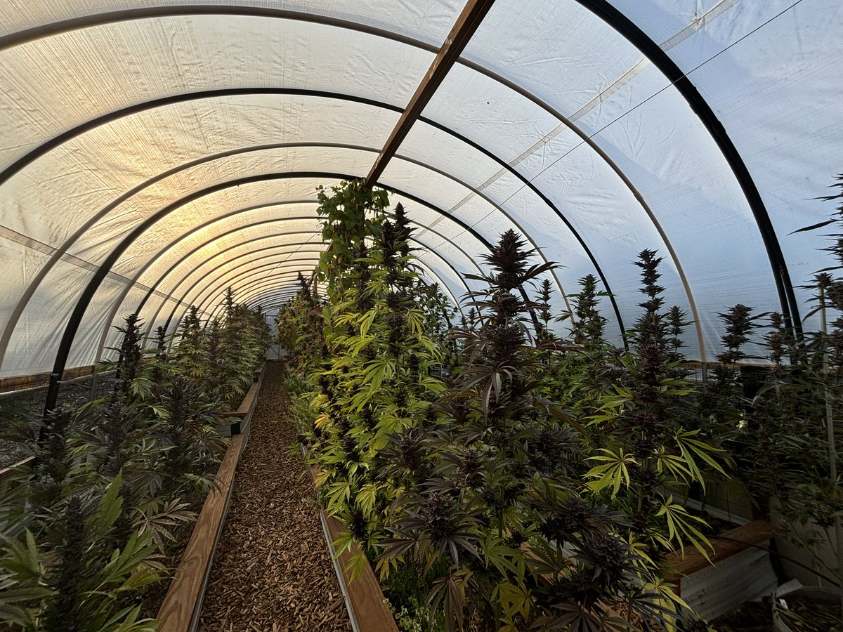 Sunset on the patch🫶