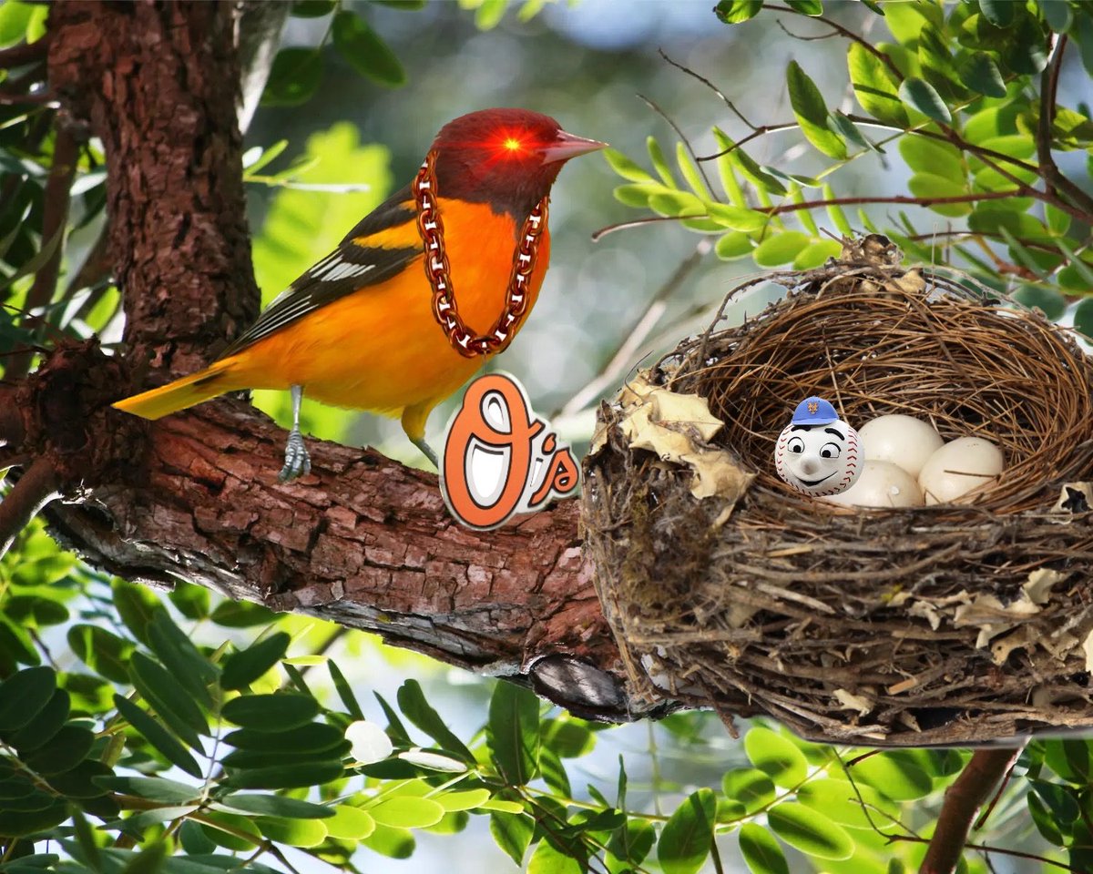 Baltimore Beak tweet media