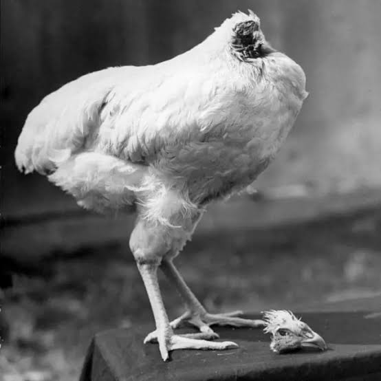 ScoreSpark's tweet image. A chicken once lived for 18 months without a head.
