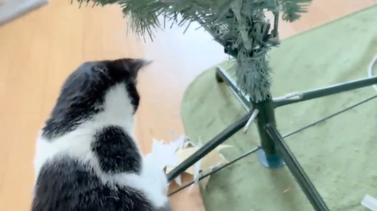 moji mojico (@moji_mojico) / Posts / X