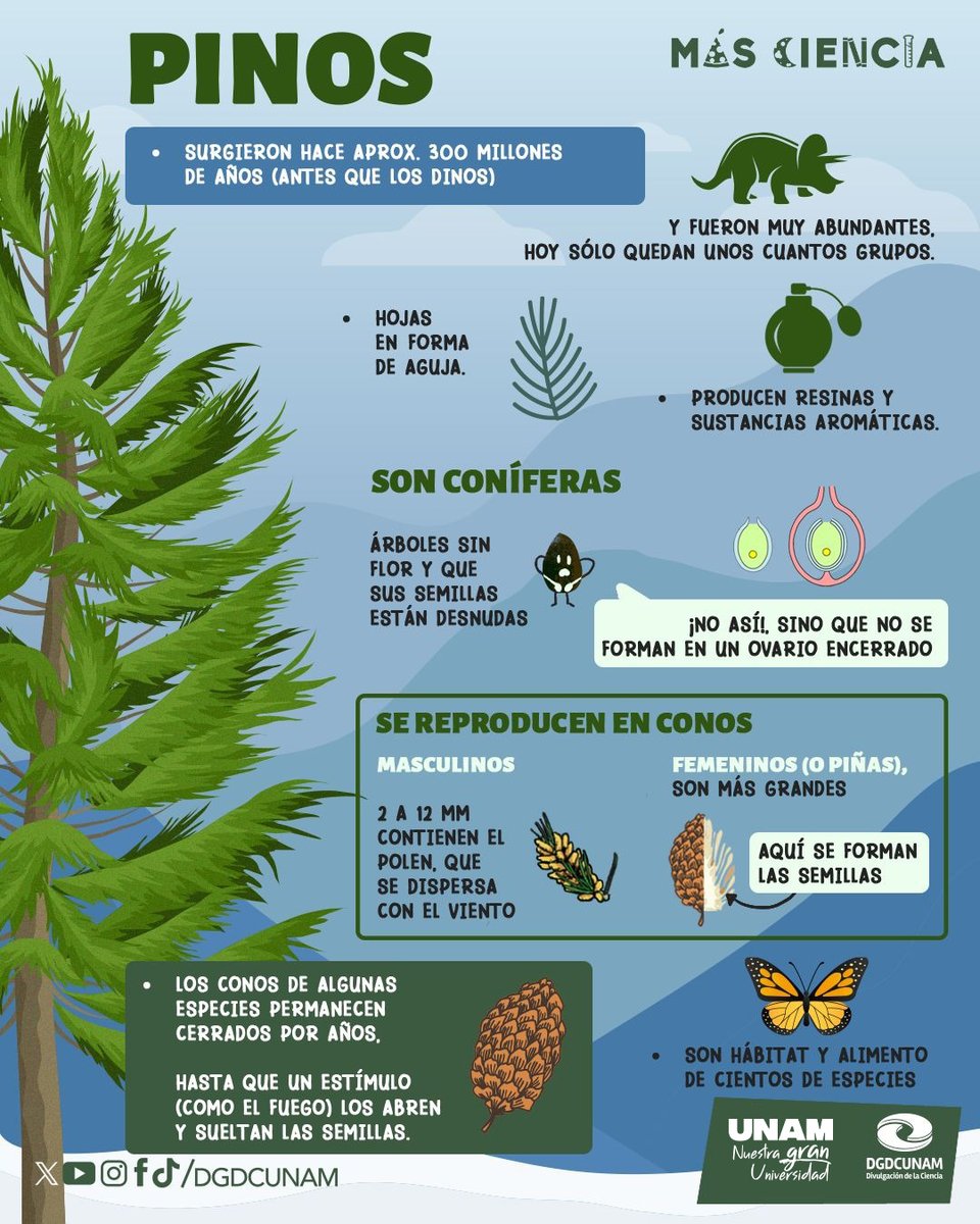 🌲Los pinos surgieron hace unos 300 millones de años, mucho antes que los dinosaurios. Hoy siguen siendo esenciales: son hábitat y alimento de cientos de especies. Infografía de <a href="/DGDCUNAM/">Divulgación de la Ciencia, UNAM</a>. ⬇️
