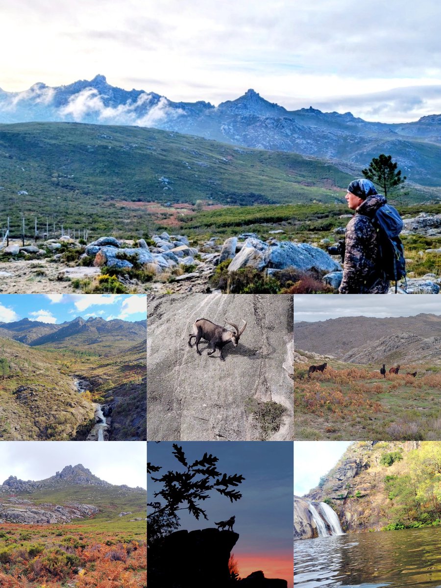 A maxia do Xurés tweet media