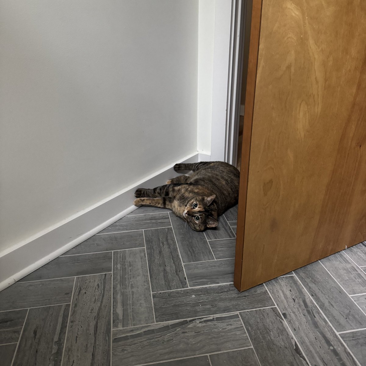 mxmtoon's tweet image. my cat broken she started walking on the wall