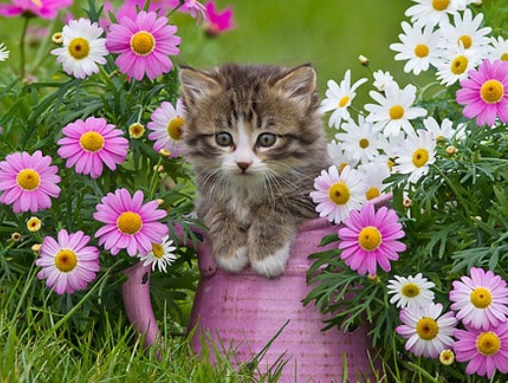 EISzX8OZtHNbF6O おはようございます 榎本様 可愛い猫ちゃんの画像