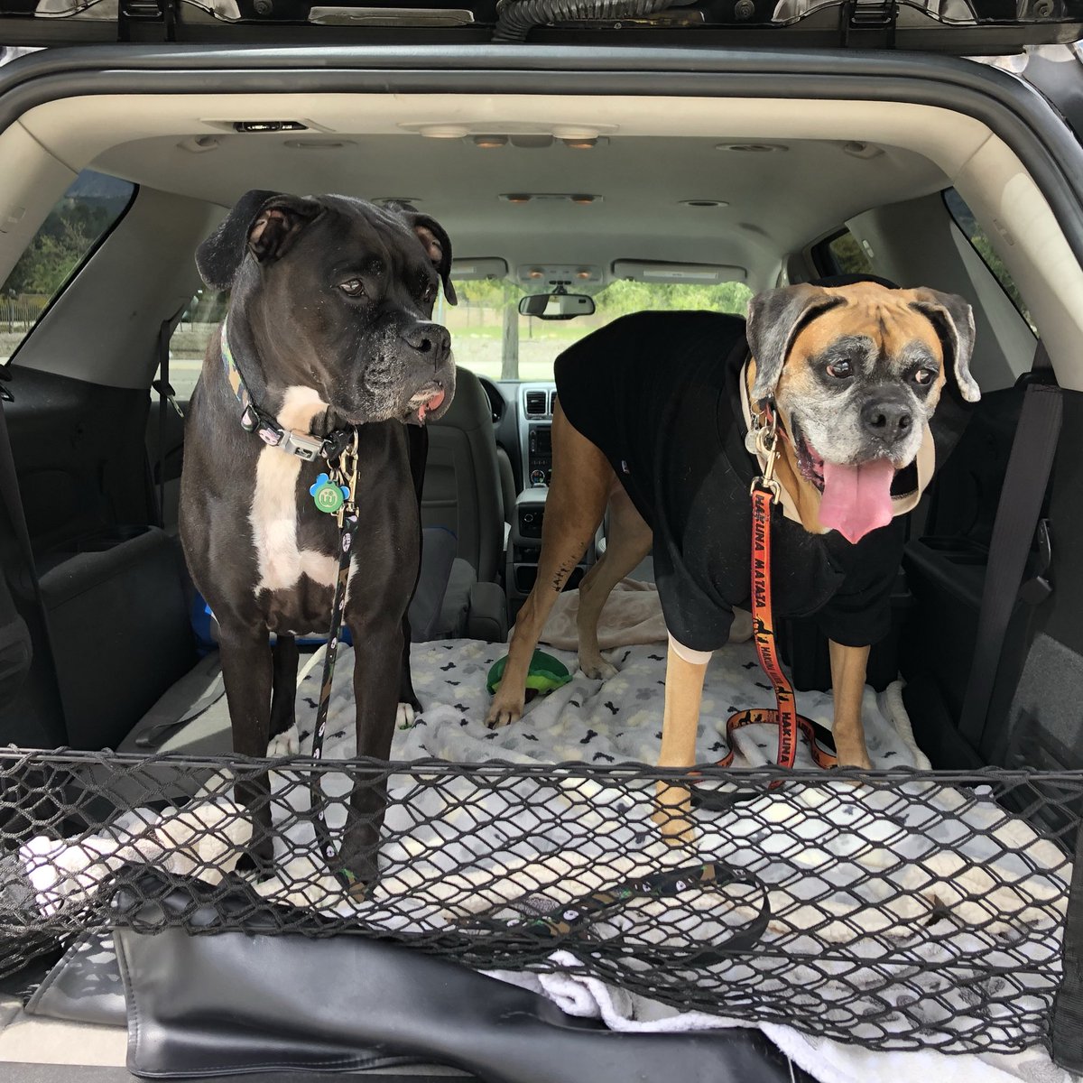 Penny The Boxer (RIP 12/6/23) tweet media